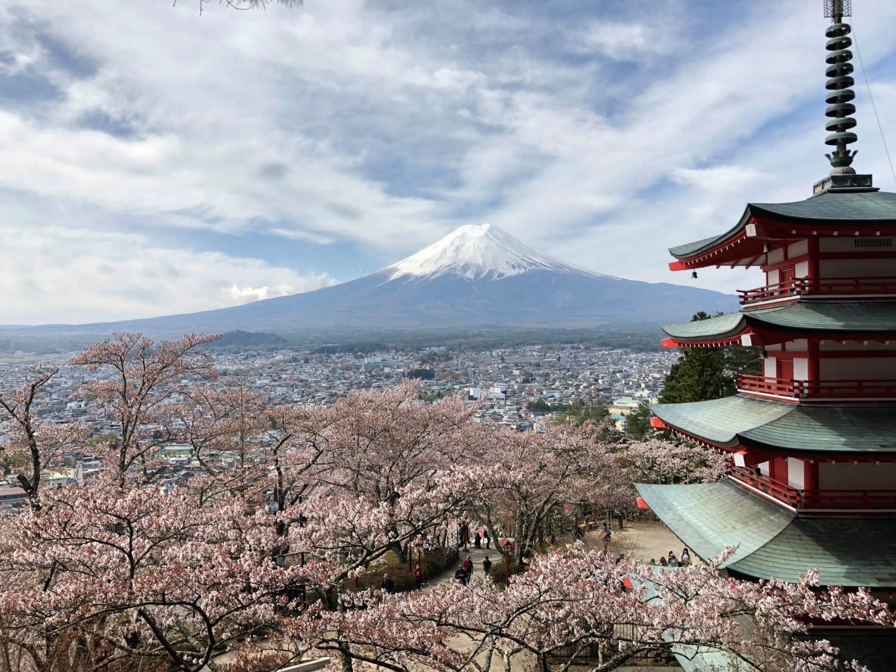 🌸 벚꽃 공원(사쿠라 코엔) 이미지 7